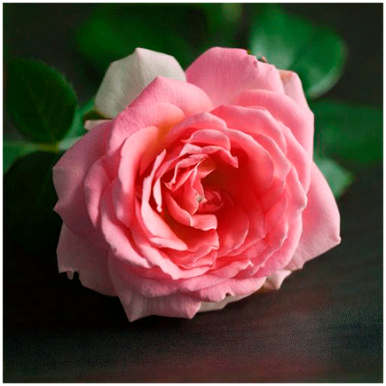 Damask Rose flavour